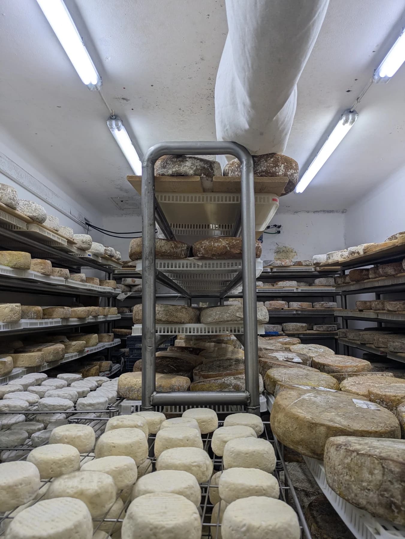 Artisan cheeses maturing on shelves in the producer’s ageing room
