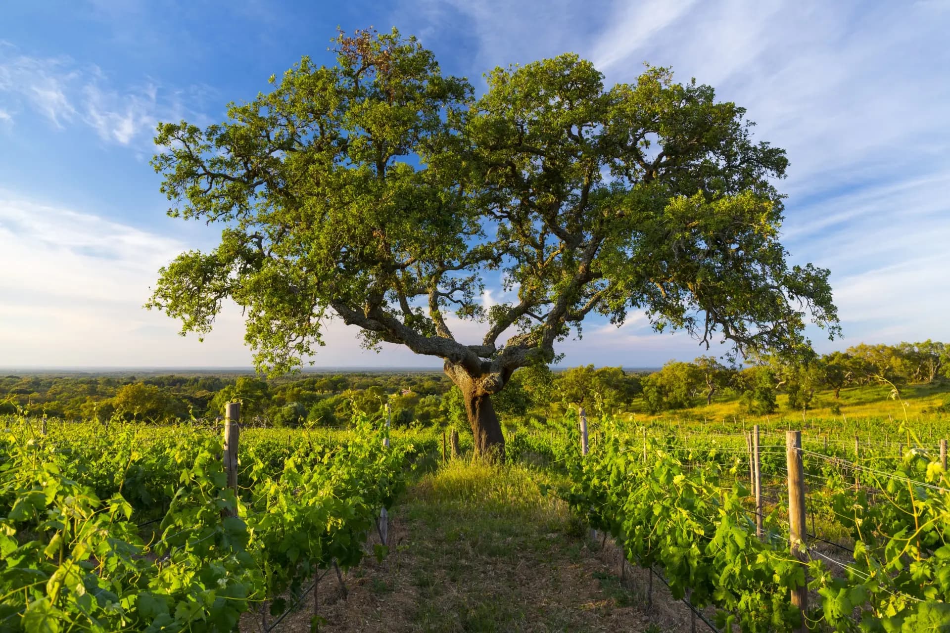 A mature cork oak standing among rows of vines in the Alentejo