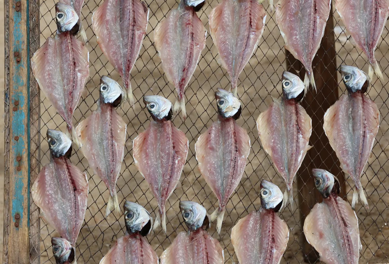 Traditional fish drying on racks beside Nazaré beach