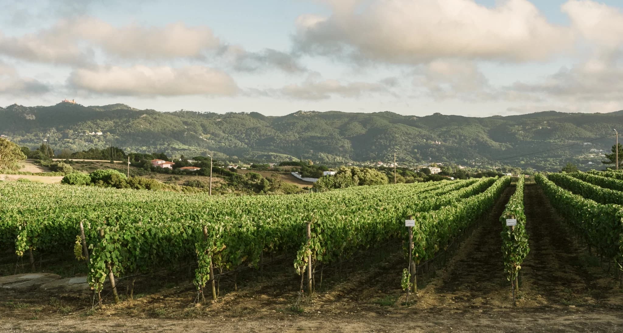 Quinta de San Michel vineyards facing the Sintra mountains